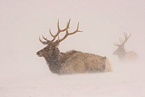 Elk (Cervus canadensis) in a snowstorm. National Elk Refuge, Jackson Hole, Wyoming, USA.  HIGHLY COMMENDED: Ten years and under in the Young Wildlife Photographer of the Year competition 2010