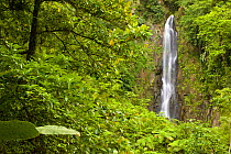 Trafalgar Falls, in tropical forest, Roseau, Dominica, West Indies, Caribbean. July 2008.