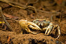 Mud crab on the banks of the Indian river, Dominica, West Indies, Caribbean. July.