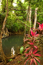 Tropical forest vegetation along the banks of the Indian River, Dominica, West Indies, Caribbean. July 2008.
