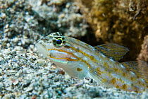 Bridled Goby (Coryphopterus glaucofraenum) Dominica, West Indies, Caribbean.