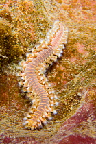 Bearded Fireworm (Hermodice carunculata) making its way over reef, Dominica, West Indies, Caribbean.
