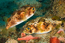Balloonfish (Diodon holocanthus) on the seabed, within in coral reef system, Dominica, West Indies, Caribbean.