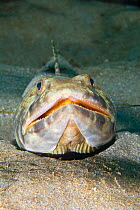 Sand diver / Lizardfish (Snyodus intermedius) head portrait, Dominica, West Indies, Caribbean.