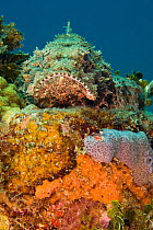 Spotted Scorpionfish (Scorpaena plumieri) camouflaged in healthy reef system, Dominica, West Indies, Caribbean.