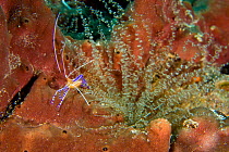 Pederson / Cleaner shrimp (Periclimenes pedersoni) in Corkscrew anemone (Bartholomea annulata) Dominica, West Indies, Caribbean.