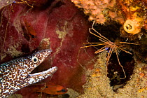 Spotted Moray Eel (Gymnothorax moringua) with mouth open, and Arrow crab (Stenorhynchus seticornis) in healthy coral reef system, Dominica, West Indies, Caribbean.