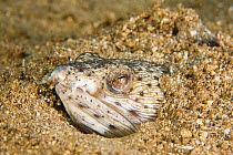 Spotted snake eel (Ophichthus ophis) buried in sand, Dominica, West Indies, Caribbean.