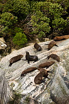 New Zealand Seals (Phocarctos hookeri) resting on rocks, Milford Sound in Fjordland on the South Island of New Zealand. Jnauary 2008.