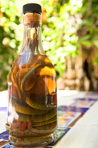 Bottled snake wine. Grand Turk, Turks and Caicos, Caribbean. June 2007.