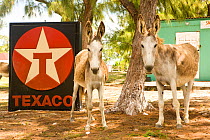 Wild donkeys of Salt Cay at old gas station, Grand Turk Island, Turks and Caicos, Caribbean. June 2007.