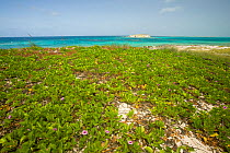 View of Gibbs Cay Land and Sea National Park, established in 1992, Gibbs Cay, Turks and Caicos, Caribbean. June 2007.