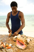 Young man preparing Conch (Strombidae) for restaurants. Blue Hills Area on Provodenciales, Turks and Caicos, Caribbean. June 2007. No release.