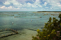 View of Conch (Strombidae) farm, the only one of its kind in the world. Provodenciales, Turks and Caicos, Caribbean. June 2007.