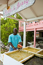 Conch Farm and tour guide (No Release) holding Conch shell. The only farm of its kind in the world. Provodenciales, Turks and Caicos, Caribbean. June 2007.