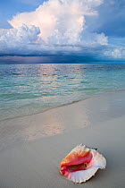 Conch (Strombidae) shell on tropical beach with stormy clouds in distance, Provodenciales, Turks and Caicos, Caribbean. June 2007