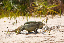 Cuban rock iguana (Cyclura carinata) walking in the sand, Iguana reserve on Little Water Cay, Turks and Caicos, Caribbean. Endangered