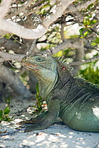 Cuban rock iguana (Cyclura carinata) head portrait sitting in shade, Iguana reserve on Little Water Cay, Turks and Caicos, Caribbean. Endangered