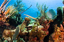 Caribbean Trumpetfish (Aulostomus maculatus) on healthy reef system in the Turks and Caicos, Caribbean.
