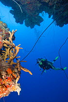 Diver and healthy reef system, Provodenciales Island, Turks and Caicos, Caribbean. June 2007. model released