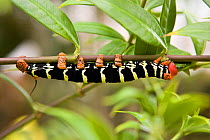 Frangipani hornworm / hawkmoth caterpillar (Pseudosphinx tetrio) , Tobago, Caribbean.