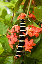 Frangipani hornworm / hawkmoth caterpillar (Pseudosphinx tetrio) on flowering foliage, Tobago, Caribbean.