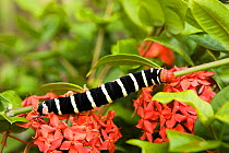 Frangipani hornworm / hawk moth (Pseudosphinx tetrio) on flowering foliage, Tobago, Caribbean.