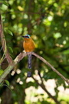 Blue crowned mot-mot (Momotus momota) perched on branch, Argyle Falls Forest, Tobago, Caribbean.