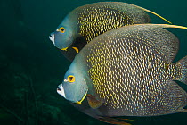 French Angelfish (Pomacanthus paru) close up,  The Cove, Tobago, Caribbean.