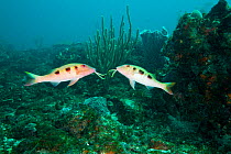 Two Spotted Goatfish (Pseudupeneus maculatus), Sleeper Reef, Speyside area of Tobago, Caribbean.