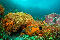 Whitespotted Filefish, orange phase (Cantherhines macroceros) protecting nest. Bookends dive site. Speyside area of Tobago, Caribbean.