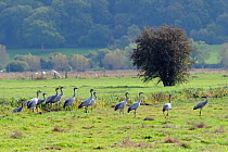 Juvenile Common / Eurasian cranes (Grus grus) recently released by the Great Crane Project onto the Somerset Levels and Moors, looking alert before taking off from pastureland near a drainage ditch. S...