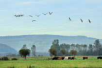 Flock of juvenile Common / Eurasian cranes (Grus grus) recently released by the Great Crane Project onto the Somerset Levels and Moors, fly over grazing cattle. Somerset, UK, October 2010.