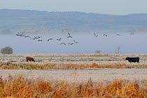 Flock of Juvenile Common / Eurasian cranes (Grus grus) recently released by the Great Crane Project, onto the Somerset Levels and Moors fly over grazing cattle on a frosty, misty morning. Somerset, UK...