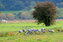 Juvenile Common / Eurasian cranes (Grus grus) recently released by the Great Crane Project onto the Somerset Levels and Moors, foraging in pastureland near a drainage ditch as two birds interact aggre...