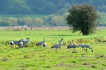 Juvenile Common / Eurasian cranes (Grus grus) recently released by the Great Crane Project onto the Somerset Levels and Moors, foraging in pastureland near a drainage ditch; one turns over an old cow...