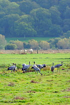 Juvenile Common / Eurasian cranes (Grus grus) recently released by the Great Crane Project onto the Somerset Levels and Moors, foraging in pastureland near a drainage ditch. Somerset, UK, October 2010...
