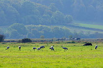 Juvenile Common / Eurasian cranes (Grus grus) recently released by the Great Crane Project onto the Somerset Levels and Moors, foraging in pastureland near cattle. Somerset, UK, October 2010.