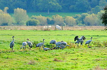 Juvenile Common / Eurasian cranes (Grus grus) recently released by the Great Crane Project onto the Somerset Levels and Moors, foraging in pastureland near a drainage ditch. Somerset, UK, October 2010...