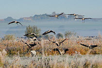 Flock of juvenile Common / Eurasian cranes (Grus grus) recently released by the Great Crane Project onto the Somerset Levels and Moors, flying in to land near cut out adult crane decoy on a frosty, mi...