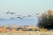 Flock of juvenile Common / Eurasian cranes (Grus grus) recently released by the Great Crane Project onto the Somerset Levels and Moors flying over pastureland on a frosty, misty morning. Somerset, UK,...