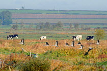 Flock of juvenile Common / Eurasian cranes (Grus grus) recently released by the Great Crane Project onto the Somerset Levels and Moors, flying over a marshy area surrounded by pastureland. Somerset, U...