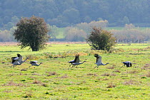 Juvenile Common / Eurasian cranes (Grus grus) recently released by the Great Crane Project onto the Somerset Levels and Moors, running to take off from pastureland. Somerset, UK, October 2010.