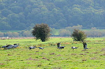 Juvenile Common / Eurasian cranes (Grus grus) recently released by the Great Crane Project onto the Somerset Levels and Moors, taking off from pastureland. Somerset, UK, October 2010.