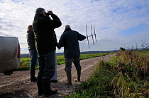 Great Crane Project staff radiotracking Common / Eurasian cranes (Grus grus) recently released onto the Somerset Levels and Moors. Somerset, UK, October 2010.