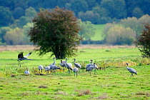 Juvenile Common / Eurasian cranes (Grus grus) recently released by the Great Crane Project onto the Somerset Levels and Moors, foraging in pastureland near a drainage ditch, which one flies over. Some...