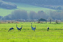 Juvenile Common / Eurasian cranes (Grus grus) recently released by the Great Crane Project onto the Somerset Levels and Moors, feeding alongside cut-out model decoy of adult birds. Somerset, UK, Octob...