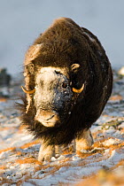 Musk ox (Ovibus moschatus) with snow on face, Dovre-Sunndalsfjella National Park, Sor-Trondelag, Norway. December