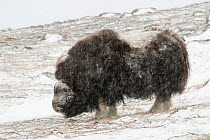 Musk ox (Ovibus moschatus) in snow storm, standing with rear to the wind, Dovre-Sunndalsfjella National Park, Sor-Trondelag, Norway. December.