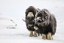 two Musk ox (Ovibus moschatus) on snow in winter, Dovre-Sunndalsfjella National Park, Sor-Trondelag, Norway. January